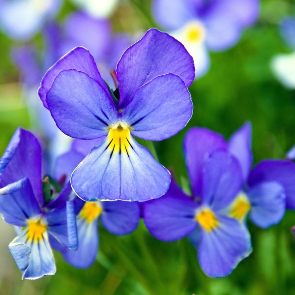 25 CORSICAN VIOLET Viola Corsica Blue Purple with Yellow Eye Shade or Sun Flower Seeds