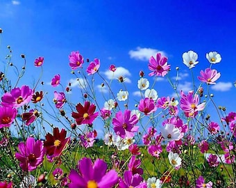 350 COSMOS SENSATION MIX Mixed Colors Cosmos Bipinnatus Flower Seeds