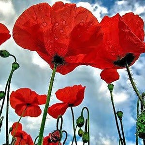 500 ORIENTAL RED Mix POPPY Papaver Orientale Flower Seeds