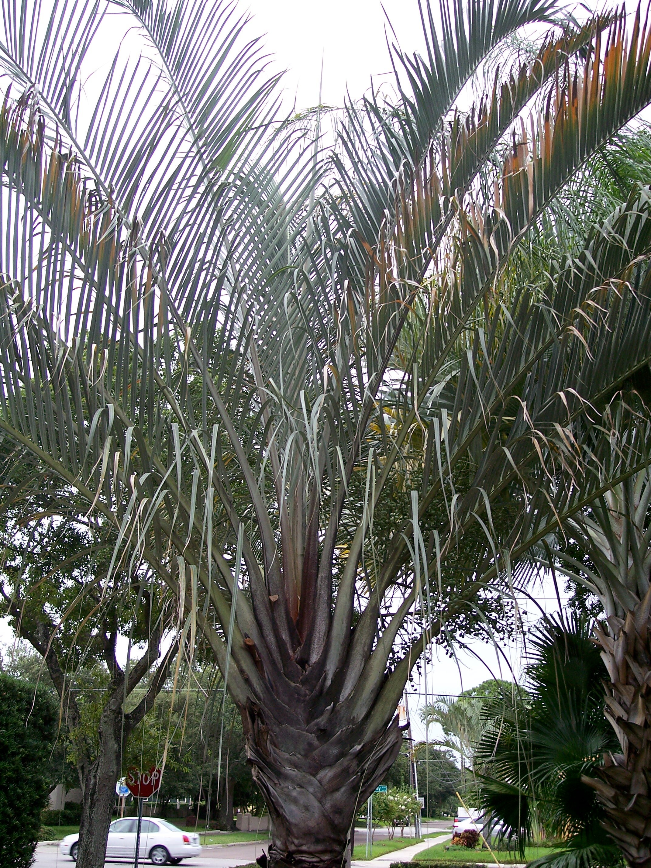 10 TRIANGLE PALM TREE Dypsis Decaryi Rare Tropical from