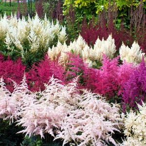 50 blandade färger ASTILBE BUNTER Astilbe Simplicifolia nyans röd vit lila rosa nyans blomfrön