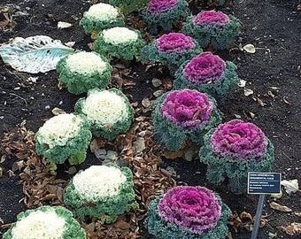 30 ORNAMENTAL FLOWERING KALE FLOWER SEEDS MIX 30 ORNAMENTAL FLOWERING KALE FLOWER SEEDS MIX