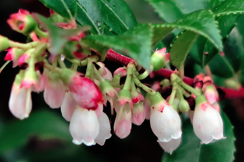 50 California EVERGREEN HUCKLEBERRY Vaccinium Ovatum Fruit aka Box Blueberry Native Pink & White Flower Blue Black Berry Shrub Seeds image 2