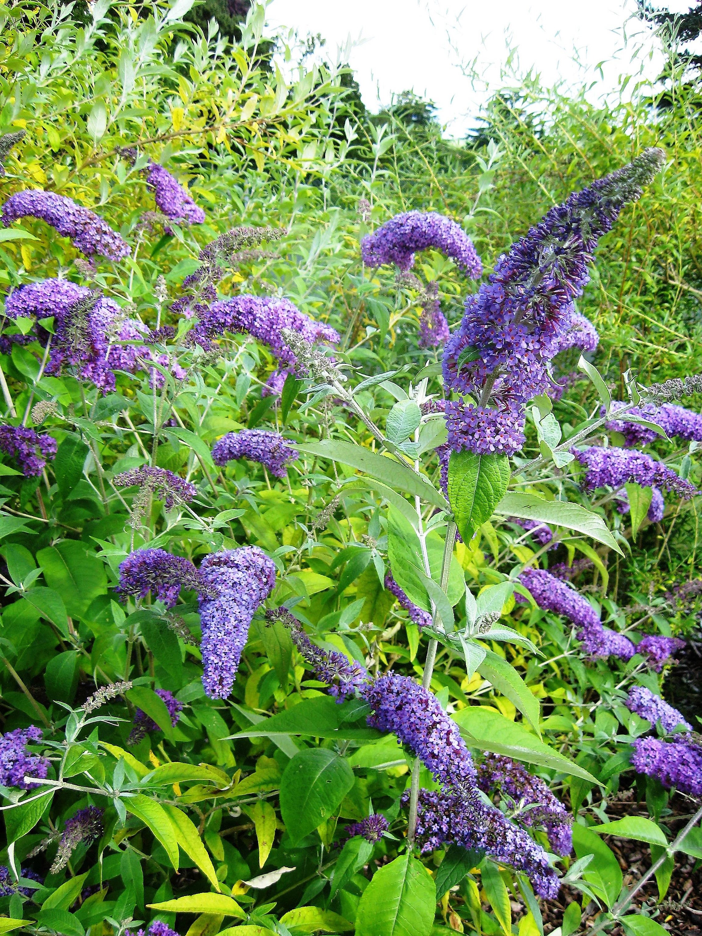 50 Dark PURPLE BUTTERFLY BUSH Buddleia Davidii Hummingbird Etsy UK