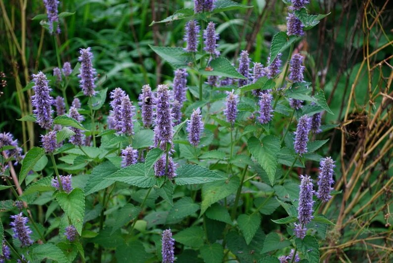 500 PURPLE ANISE HYSSOP licorice Mint / Blue Giant Agastache Etsy