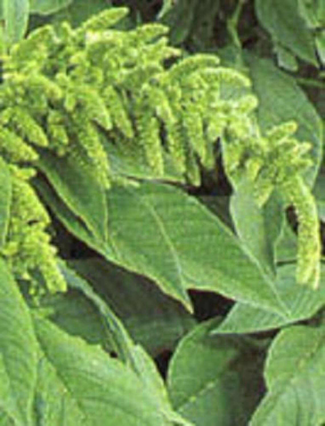 200 GREEN THUMB AMARANTHUS Hypochondriacus Flower Seeds Etsy