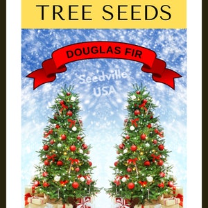 20 DOUGLAS FIR Tree Abies Pseudotsuga Menziesii Christmas Tree Blue Douglas Pine Spruce Native Evergreen Seeds image 9