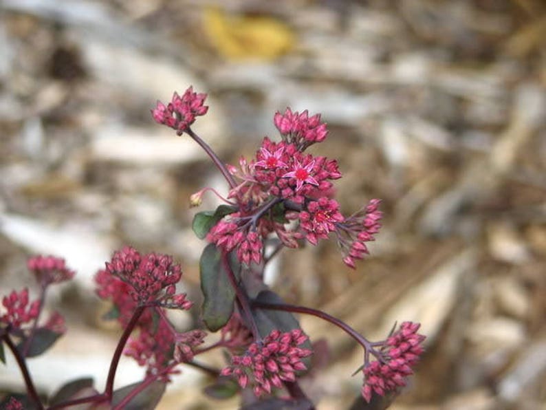 50 PURPLE CARPET SEDUM Spurium Coccineum Groundcover Flower Etsy