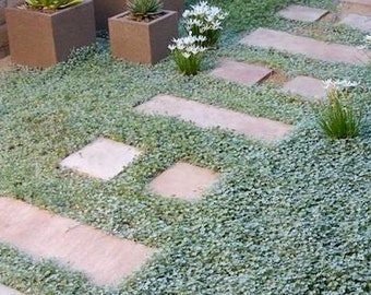 1000 DICHONDRA Repens aka Lawn Leaf Flower Evergreen Ground Cover Seeds