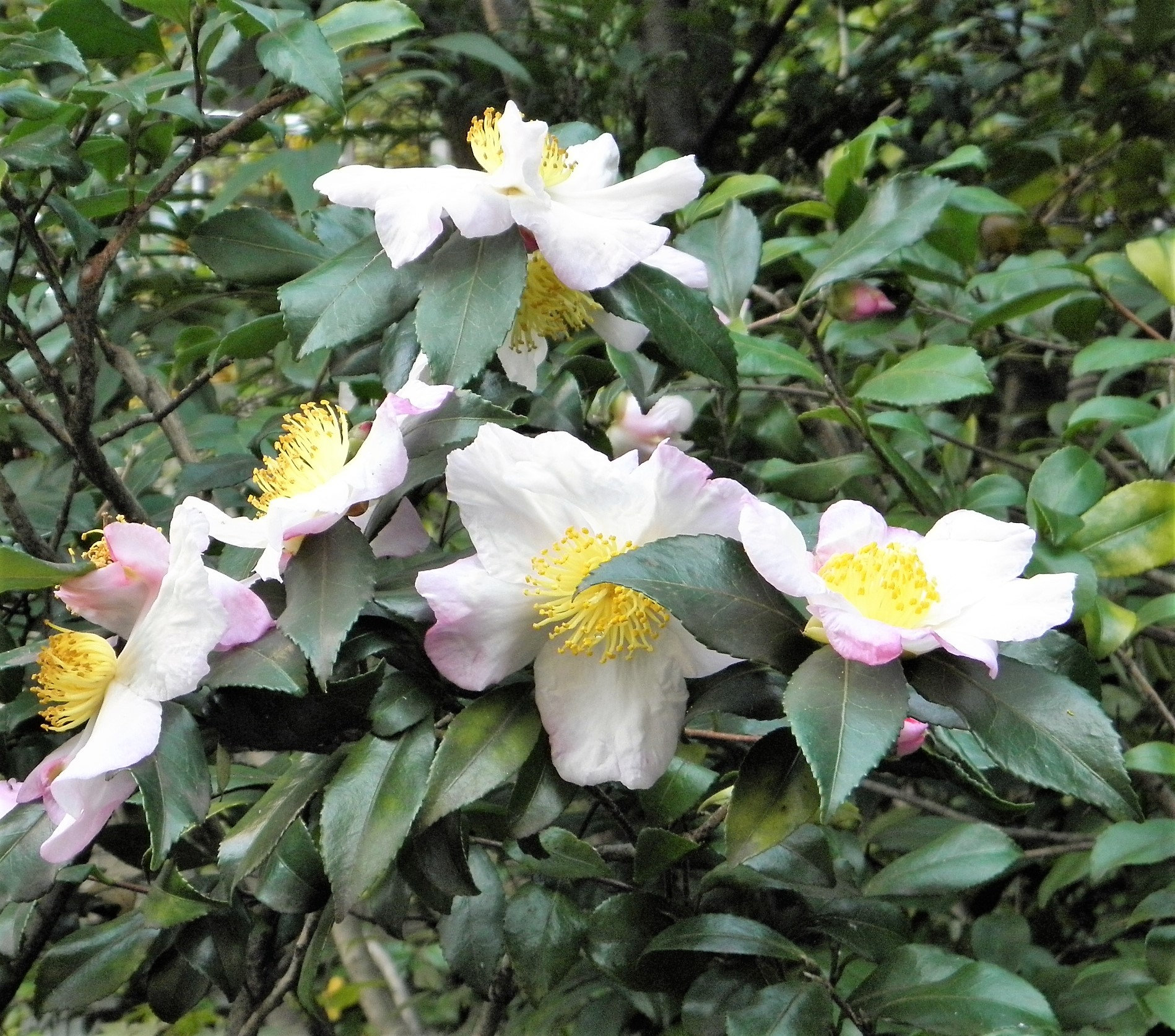 5 TEA PLANT Black &amp; Green Drinking Tea Camellia Sinensis