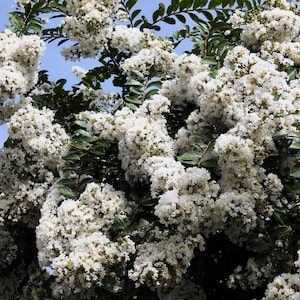 35 WHITE CREPE MYRTLE Lagerstroemia Indica Flowering Shrub Bush Small Tree Seeds