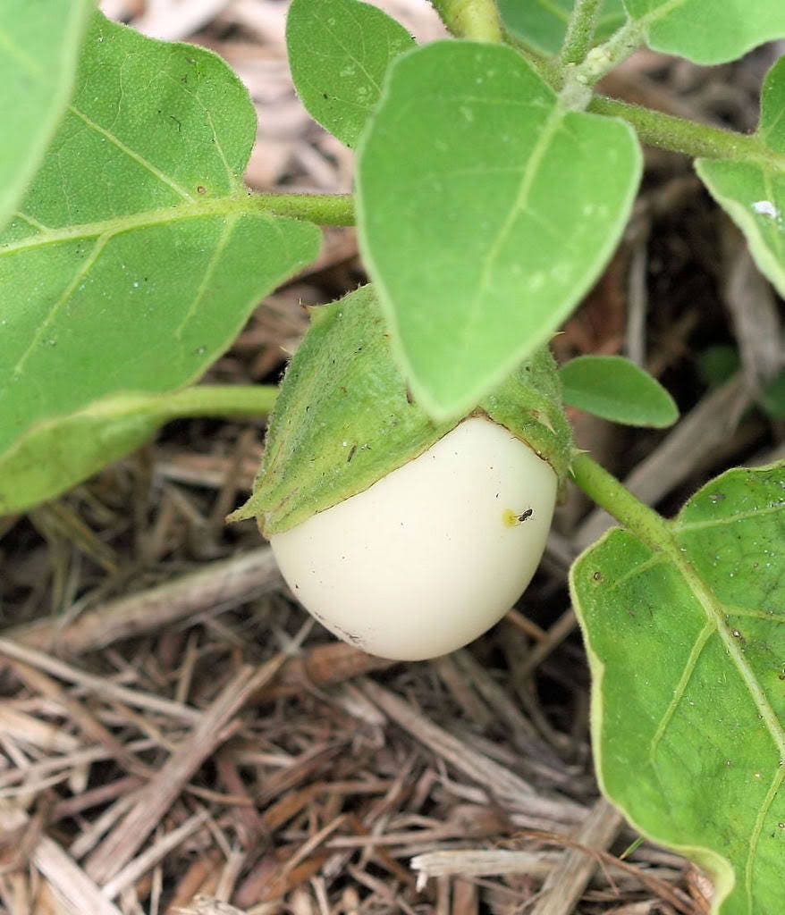 30 EASTER EGG PLANT (Easter Eggplant / Ornamental Eggplant