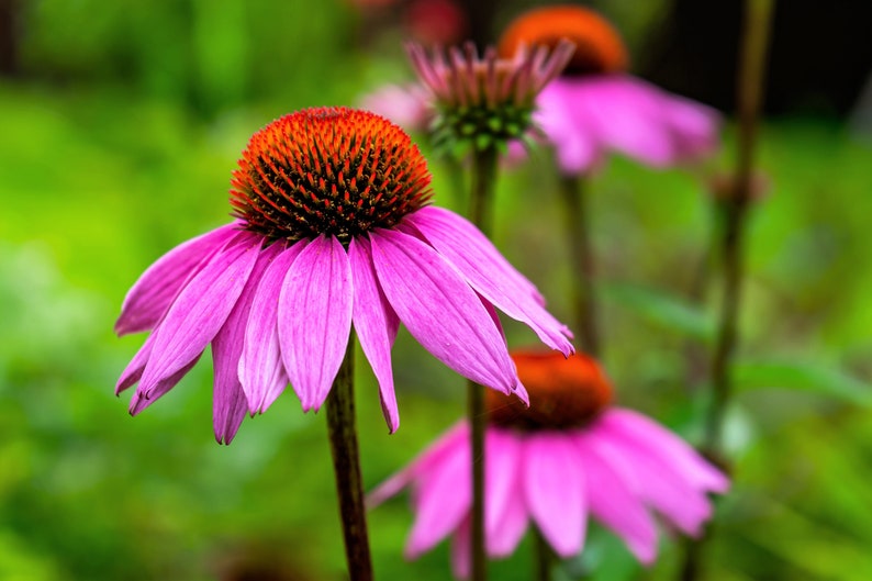 1000 PURPLE CONEFLOWER Echinacea Purpurea Heirloom Flower Herb Seeds image 6