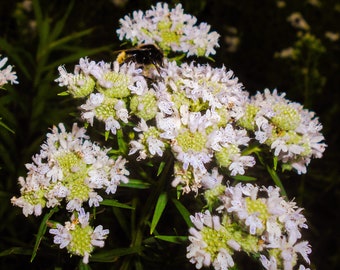 500 VIRGINIA MINT Pycnanthemum Virginianum Mountainmint Native White Flower Herb Seeds