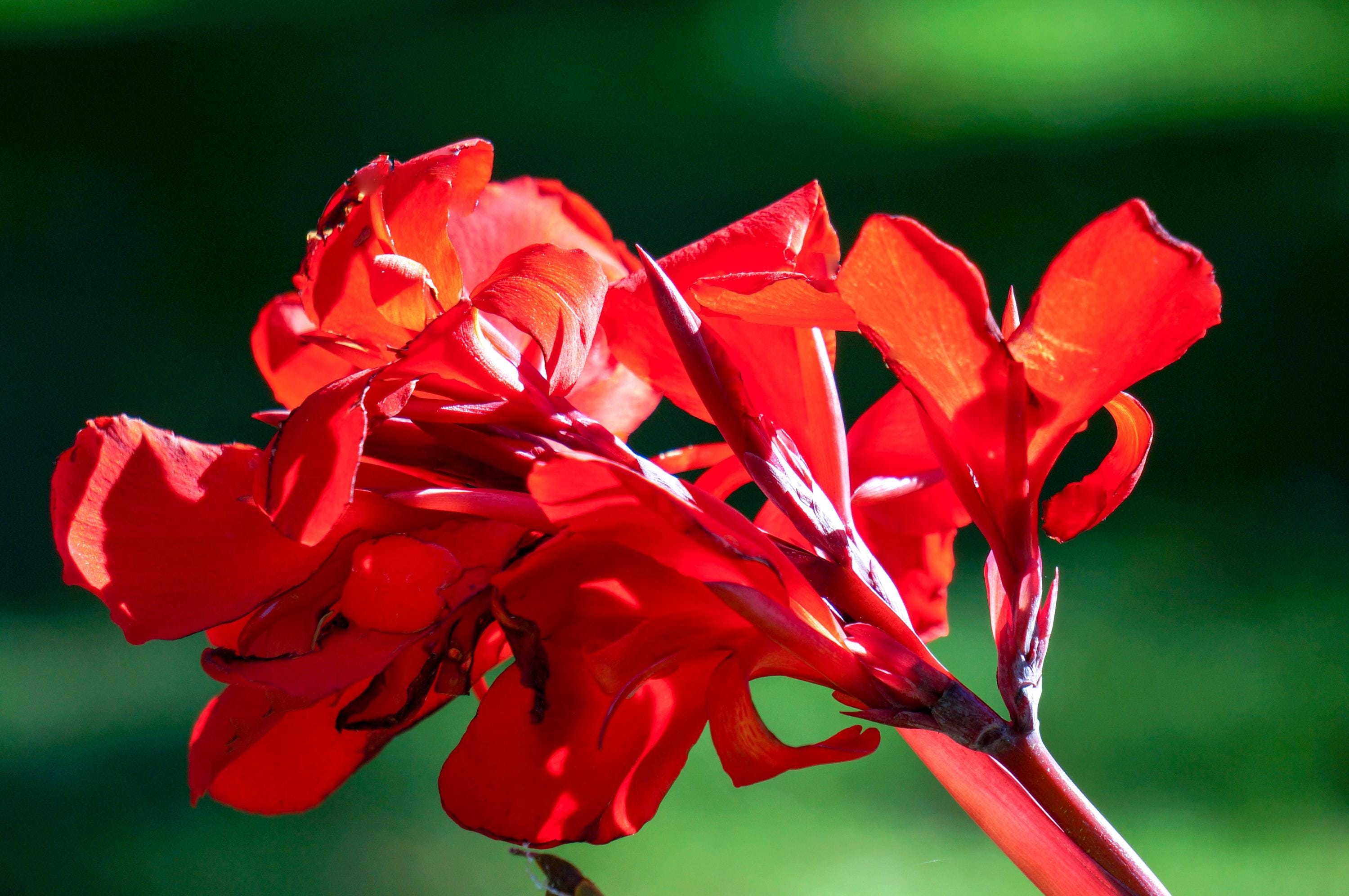 Dwarf canna plants - Etsy 日本