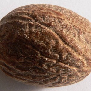 1 NUTMEG TREE Seed Myristica Fragrans Pala MACE Fruit Nut Pumpkin Pie Spice image 8