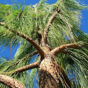 30 Mexican WEEPING PINE TREE Evergreen Pinus Patula Seeds *Flat Shipping