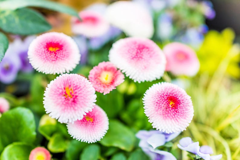 English Daisy Tasso Pink - Thumbnail 4