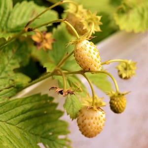 100 YELLOW WONDER STRAWBERRY Everbearing Heirloom Alpine Fragaria Vesca Yellow Berry Fruit Seeds