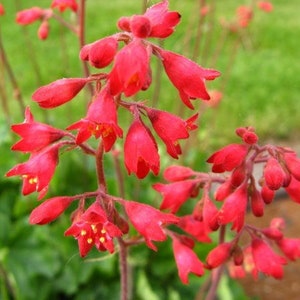 1200 Mixed Colors CORAL BELLS HEUCHERA Shade Flower Seeds image 7