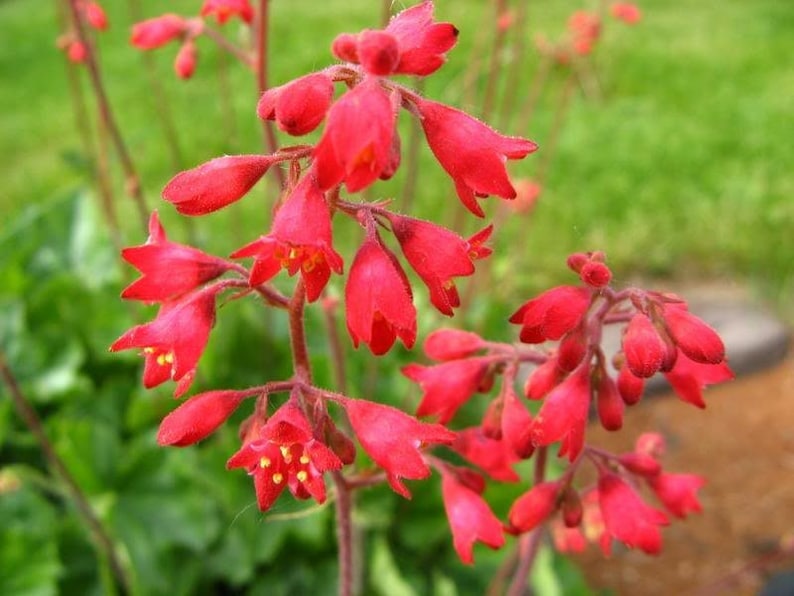 1200 Mixed Colors CORAL BELLS HEUCHERA Shade Flower Seeds image 7