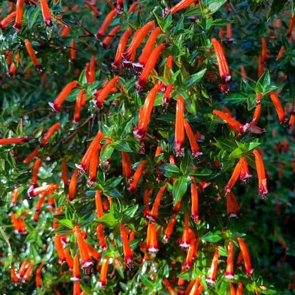 10 Red CIGAR PLANT Mexican Firecracker Cuphea Ignea Hummingbird Flower Seeds