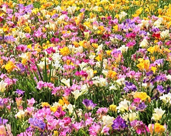 5 ROYAL CHAMPION Mix FREESIA Mixed Colors Pink Blue Purple Yellow Red Orange Flower Seeds