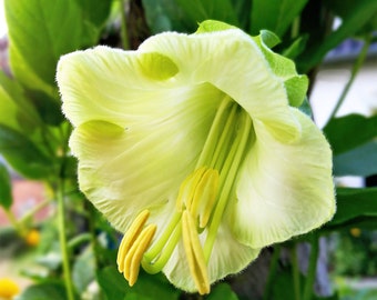 5 WHITE CATHEDRAL BELLS Vine Cup & Saucer Cobaea Scandens Alba Climber Hummingbird Flower Seeds