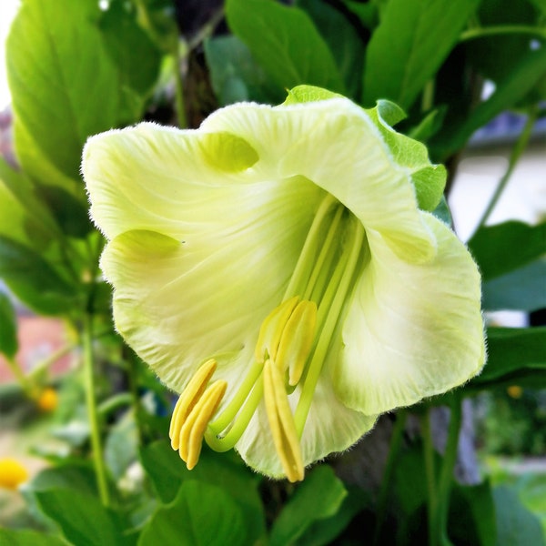 5 WHITE CATHEDRAL BELLS Vine Cup & Saucer Cobaea Scandens Alba Climber Hummingbird Flower Seeds