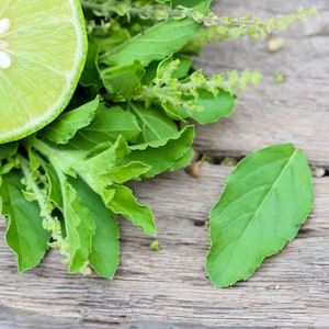 150 LIME BASIL Ocimum Basilicum HERB Flower Seeds