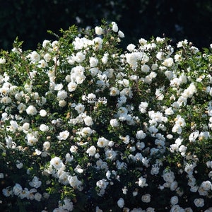 5 WHITE ROSE Rosa Bush Shrub Perennial Flower Seeds Flat Shipping image 7