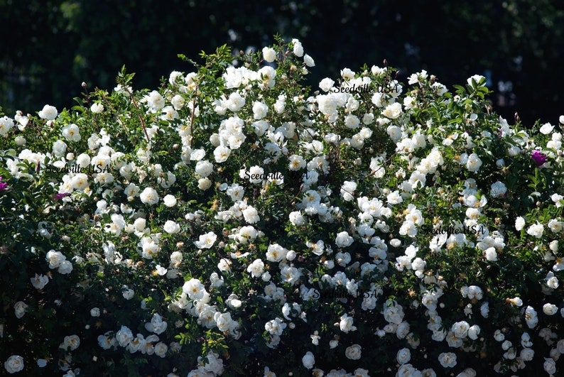 5 WHITE ROSE Rosa Bush Shrub Perennial Flower Seeds Flat Shipping image 7