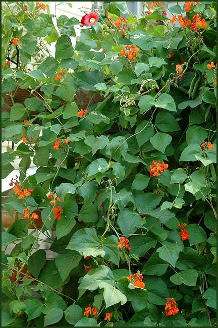 25 Scarlet Runner Pole Bean Ornamental Red Flowers Phaseolus Vulgaris