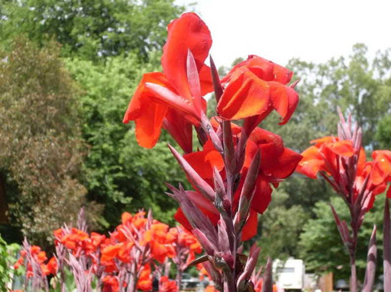 5 RED CANNA LILY Indian Shot Canna Indica Flower Seeds Etsy