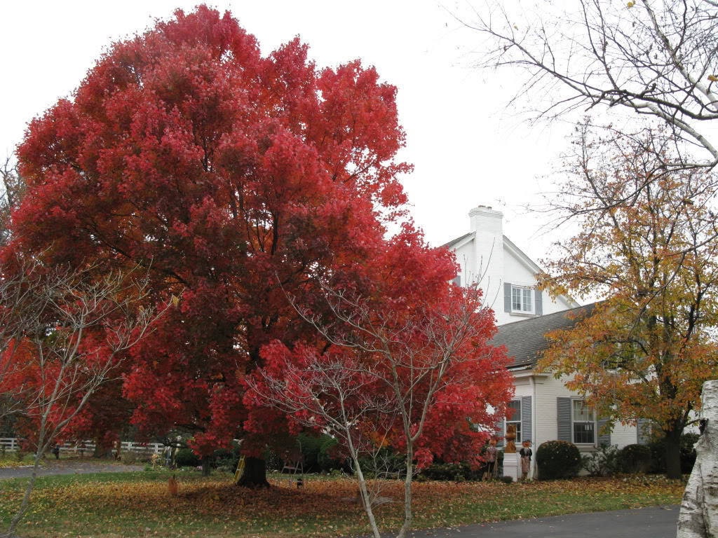 25 Scarlet CAROLINA RED MAPLE Tree Acer Rubrum Seeds Etsy