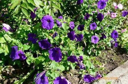 100 PURPLE PETUNIA Flower Seeds S/H