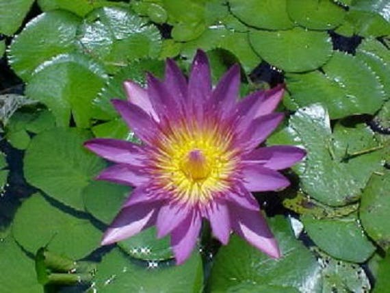 Bow/5 Fresh Seeds Purple Lip Lotus/Water Lily Flower/Bonsai Lotus/Ponds