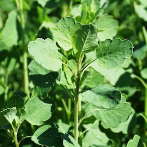25 Yerba porosa PAPALO, coriandre d'été, coriandre de Bolivie, graines d'herbes culinaires Porophyllum Ruderale