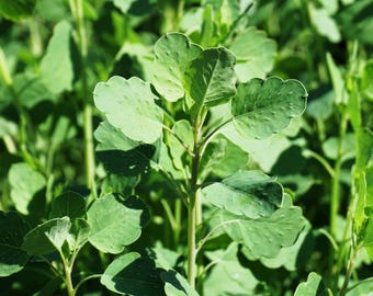 25 PAPALO Yerba Porosa, Summer Cilantro, Bolivian Coriander, Porophyllum Ruderale Culinary Herb Seeds