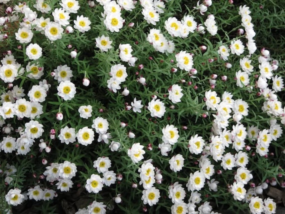 Paper Daisy Flower Seeds Mix 1000 Graines /'Helipterum Roseum/' Acroclinium