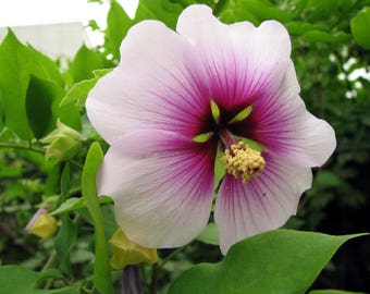 200 ROSE MALLOW (Bush Mallow) Hibiscus Lavatera Trimestris Flower Seeds