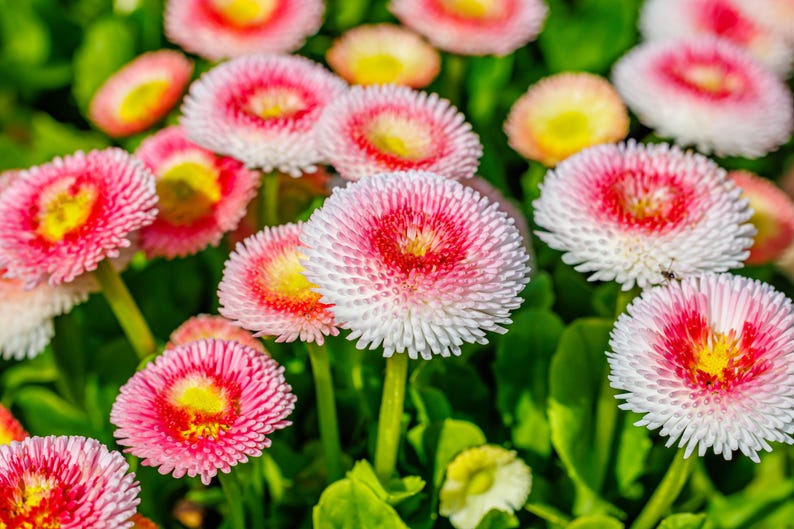 English Daisy Tasso Pink - Thumbnail 5