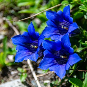 15 Blue STEMLESS GENTIAN Gentiana Acaulis Kochiana Flower Seeds Flat Shipping image 10