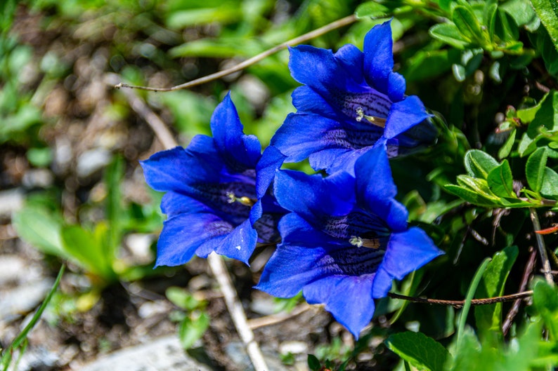 15 Blue STEMLESS GENTIAN Gentiana Acaulis Kochiana Flower Seeds Flat Shipping image 10