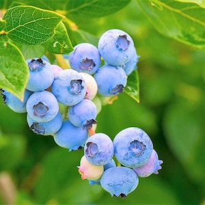 50 SOUTHERN HIGHBUSH BLUEBERRY Pre-Stratified Vaccinium Corymbosum Blue Berry Fruit Bush Shrub Seeds