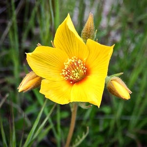 300 YELLOW BLAZING STAR Mentzelia Lindleyi Bartonia Evening Star Native Flower Seeds *Combined S/H