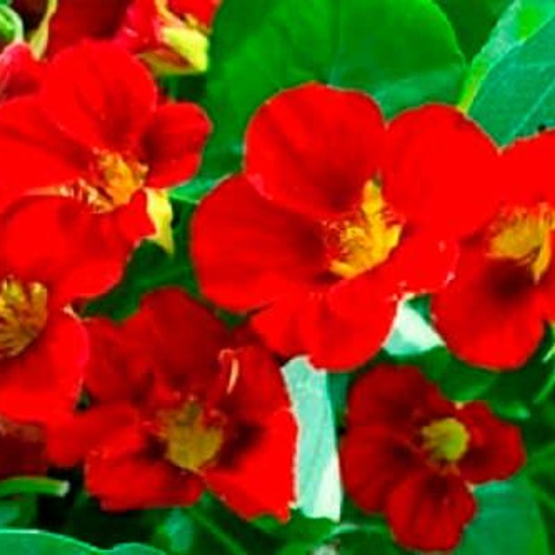 Fresh Nasturtium Night And Day Flower Seeds Mix – Re-Seeding Annual, Deer Resistant