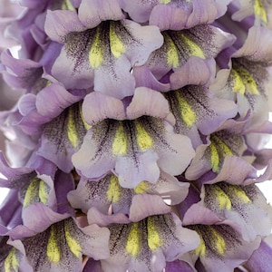 400 Royal PAULOWNIA EMPRESS TREE Tomentosa Flower Seeds *Combined S/H