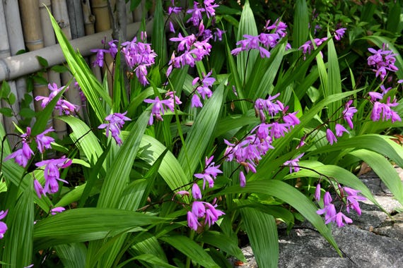 50 Hardy CHINESE GROUND ORCHID Bletilla Striata Purple Flower Seeds