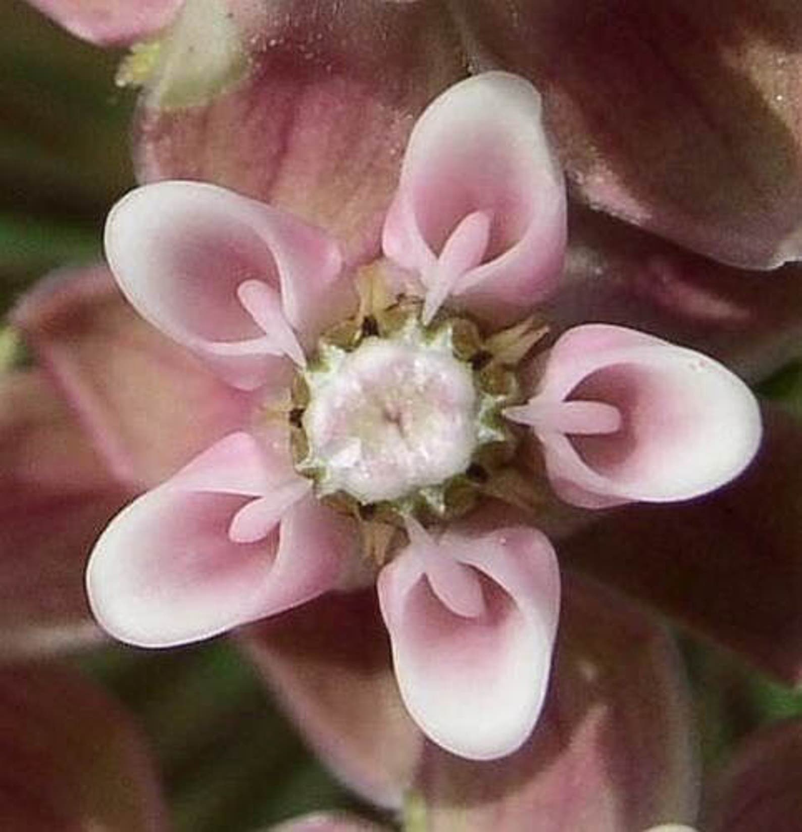 100 PINK MILKWEED Common Asclepias Syriaca Monarch Flower | Etsy